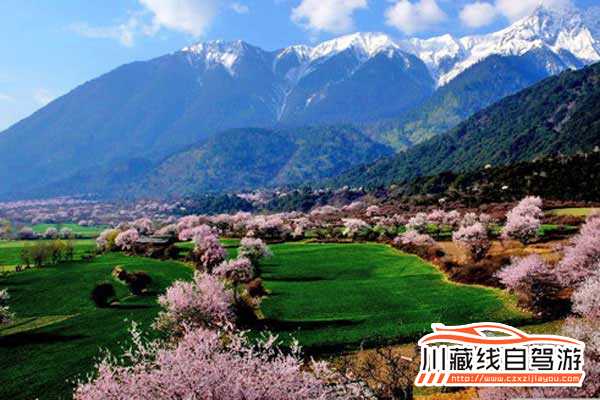 3月川藏線自駕游租車去林芝看桃花