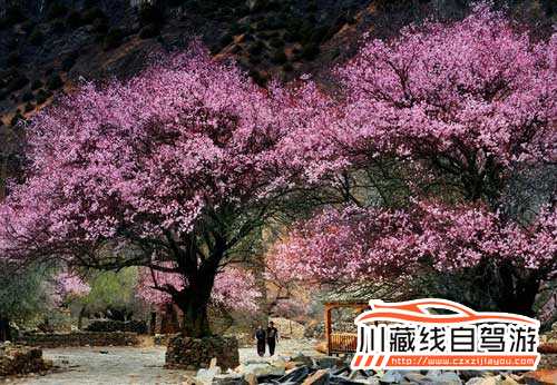 川藏線旅游/川藏線自駕游/林芝賞花攻略