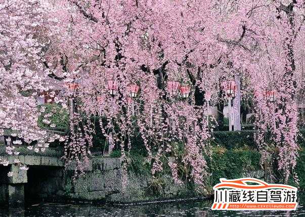 川藏線旅游相約林芝