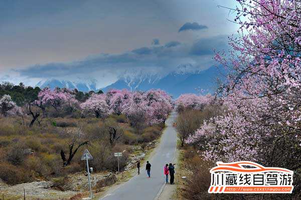 川藏線自駕游賞花攻略