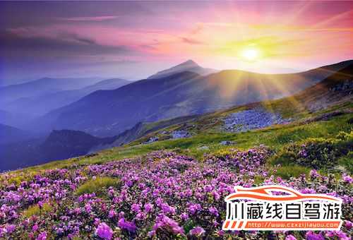 川藏線旅游杜鵑花觀賞景點推薦