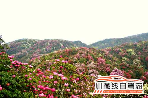 川藏線旅游