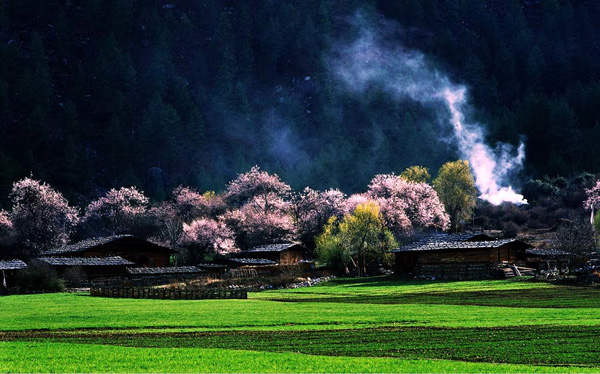 川藏線旅游租車邂逅最美桃花林