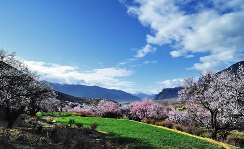 3月川藏線旅游賺翻了 藏歷新年遇上林芝桃花節