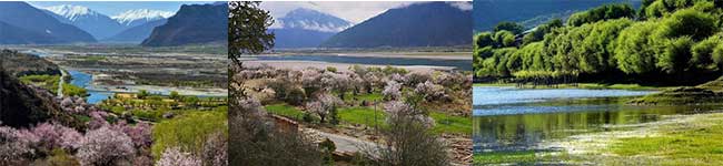 林芝桃花溝、尼洋河風光