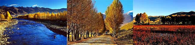 桑堆紅草地、萬畝楊林、稻城傍河