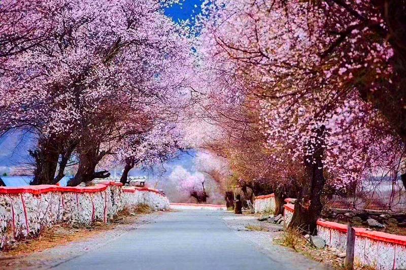 林芝桃花節4.jpg