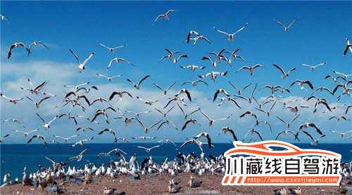 成都租車自駕游